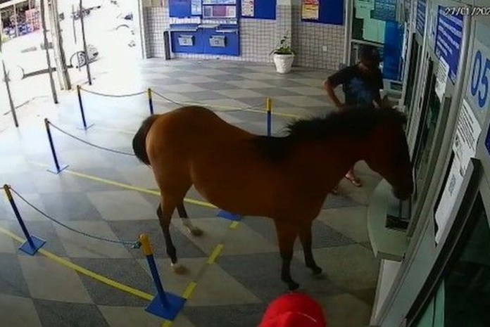 Cavalo invade casa lotérica e assusta funcionários e clientes na Paraíba; vídeo