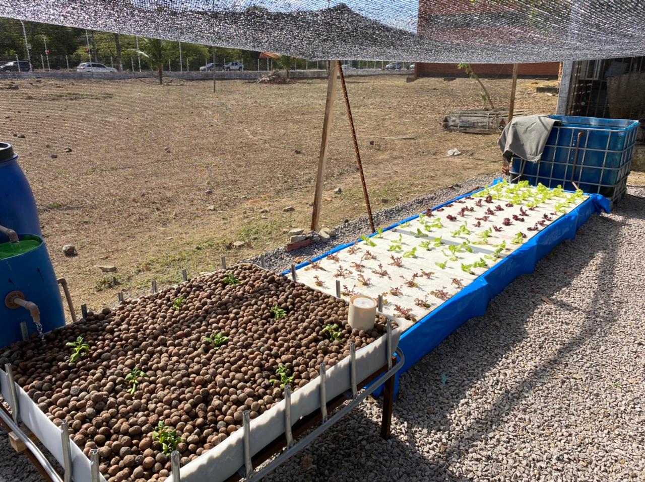 Em parceria com a UFPB, ONG desenvolve projeto de criação integrada de peixes e hortaliças para ser aplicado em comunidades do interior do Estado