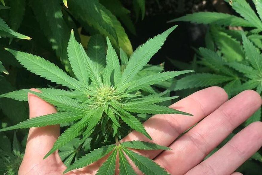 Abrace inicia campanha de arrecadação para continuar a produzir medicamentos à base de maconha na Paraíba