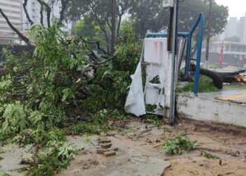 Equipes da Prefeitura agem rápido para reduzir transtornos após queda de árvore na Avenida Epitácio Pessoa
