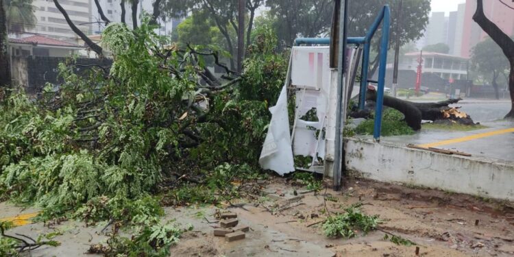 Equipes da Prefeitura agem rápido para reduzir transtornos após queda de árvore na Avenida Epitácio Pessoa