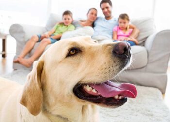 Pets dentro de casa, organização e higiene harmonizam a convivência
