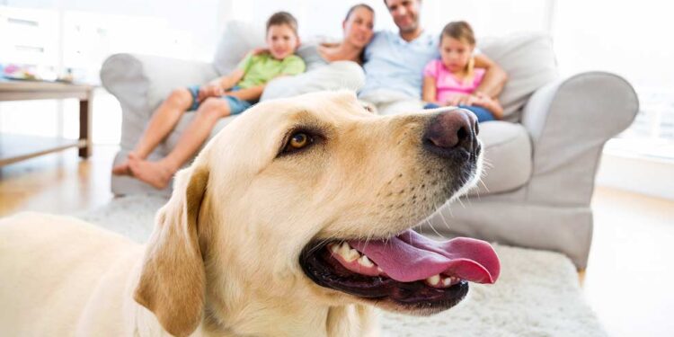 Pets dentro de casa, organização e higiene harmonizam a convivência