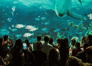 Luzzco celebra o Mês das Crianças com estreia do fascinante reino dos dinossauros