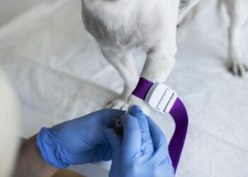 Veterinário orienta sobre atualização das vacinas para imunidade dos pets