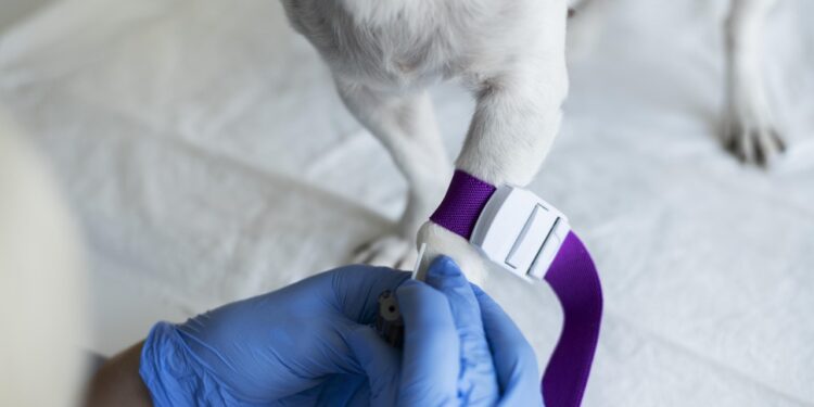 Veterinário orienta sobre atualização das vacinas para imunidade dos pets