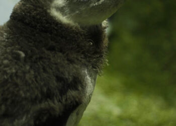 Pela primeira vez na Paraíba, João Pessoa recebe trio de pinguins