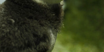 Pela primeira vez na Paraíba, João Pessoa recebe trio de pinguins