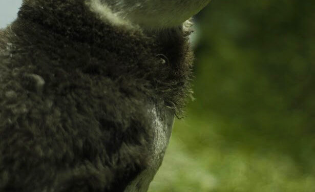 Pela primeira vez na Paraíba, João Pessoa recebe trio de pinguins