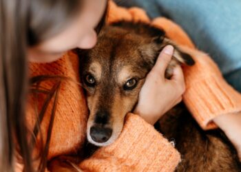 Entidades alertam para maus-tratos contra animais; saiba como denunciar
