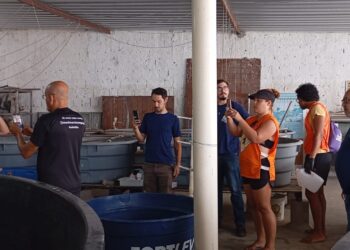 Tartaruga resgatada no Bessa é encaminhada ao Aquário Paraíba após possível ingestão de plástico