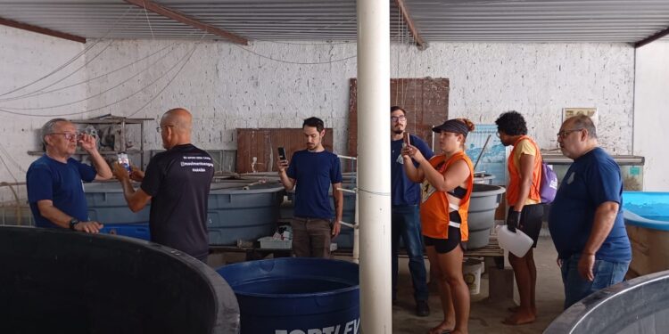 Tartaruga resgatada no Bessa é encaminhada ao Aquário Paraíba após possível ingestão de plástico