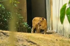 Leoa retorna ao recinto da Bica após período de isolamento
